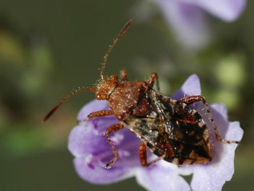 Rhopalus subrufus