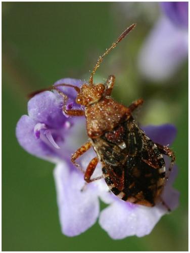 Rhopalus subrufus