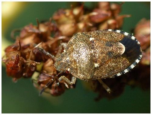 Staria lunata