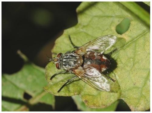 Linnaemya sp.