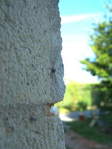 Dicranopalpus ramosus