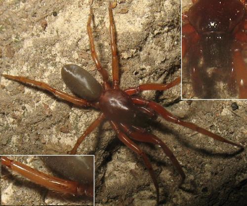 Harpactea rubicunda