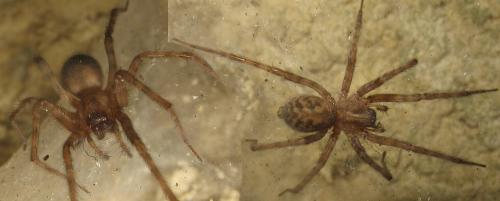 Tegenaria sp.