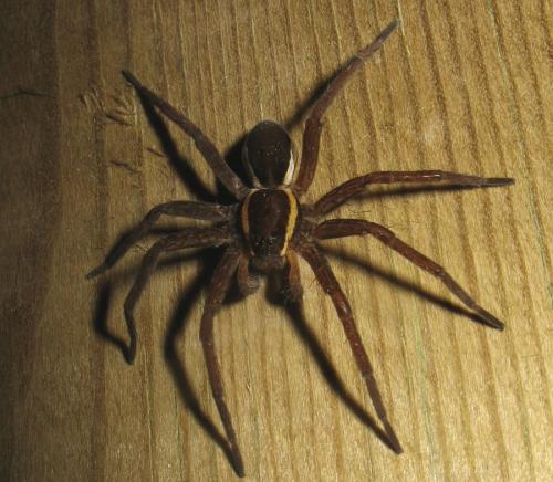 Dolomedes sp.