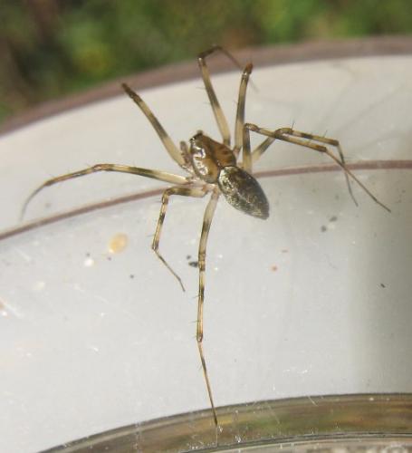 Drapetisca socialis