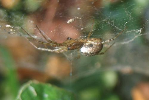 Neriene sp.