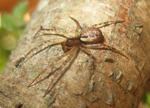 Neriene sp.
