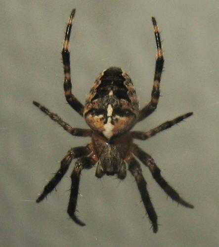 Réf. 26 461 : Araneus sp.