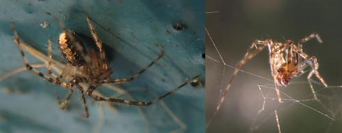 Theridion sp.