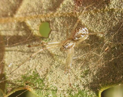 Réf. 26 040 : Linyphia sp.