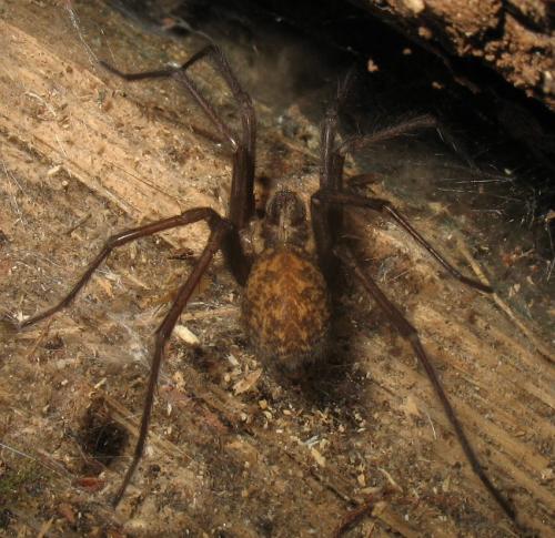 Tegenaria sp.