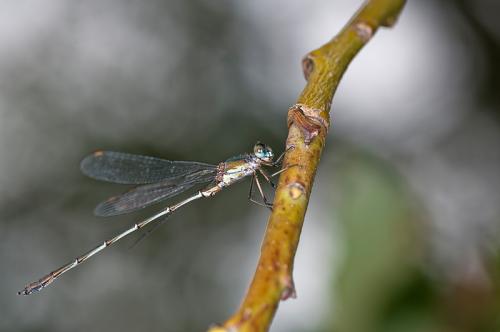 Chalcolestes viridis