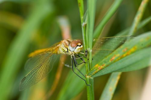 Sympetrum fonscolombii