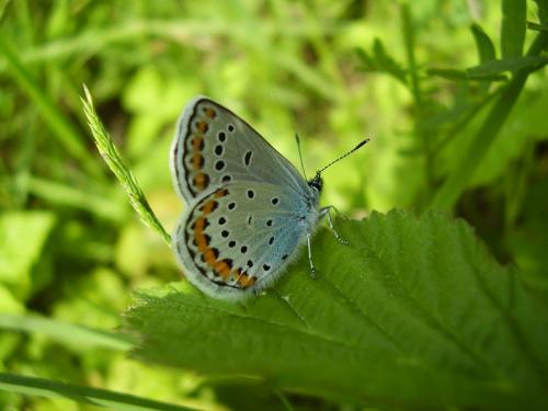 Réf. 26 611 : Plebejus argyrognomon