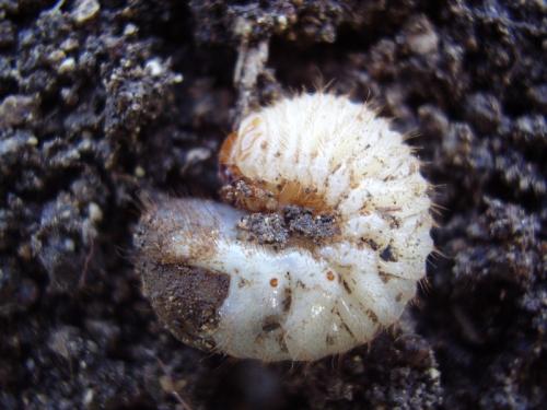 Cetonia aurata aurata