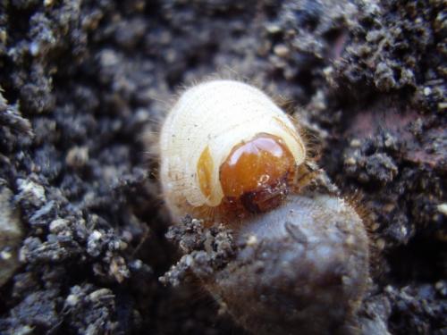 Cetonia aurata aurata