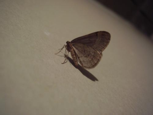 Operophtera brumata