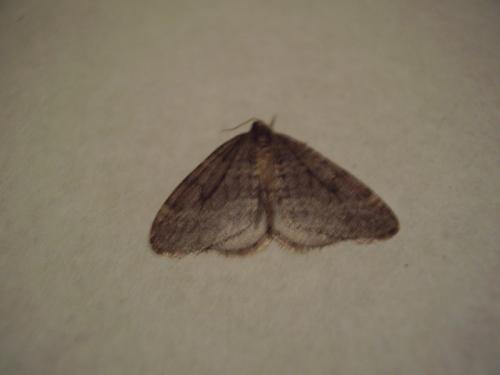 Operophtera brumata