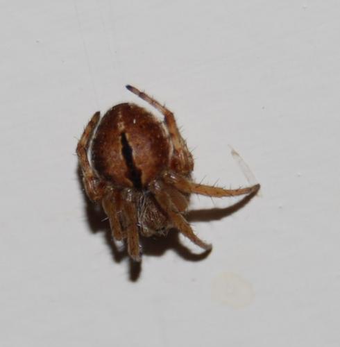 Agalenatea redii