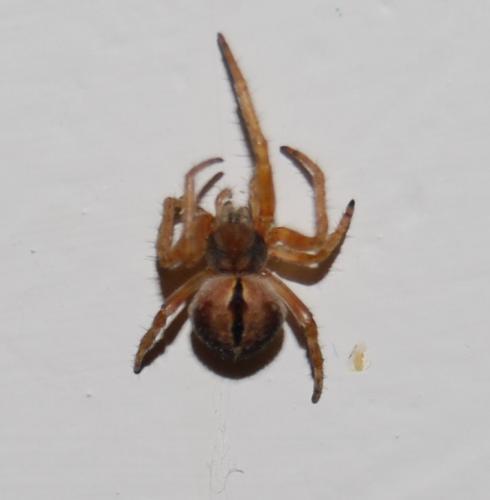 Agalenatea redii