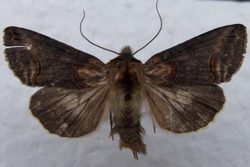 Abrostola triplasia
