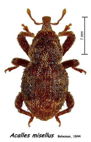 Réf. 26 616 : Acalles misellus