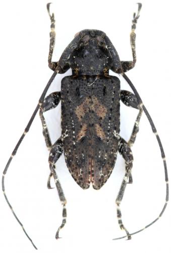 Leptocometes barbiscapus
