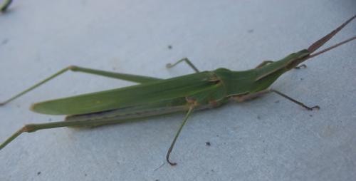 Réf. 26 351 : Acrida ungarica mediterranea