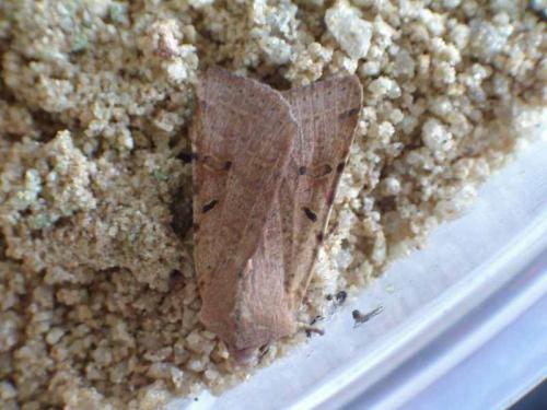 Agrochola lychnidis