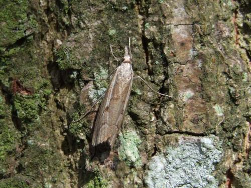 Réf. 26 243 : Agriphila geniculea