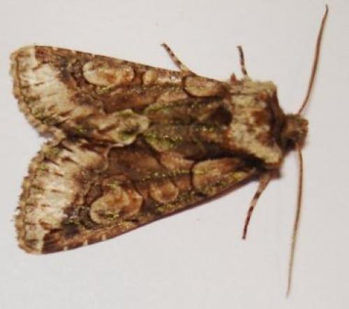 Allophyes oxyacanthae