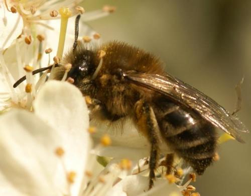Réf. 26 168 : Colletes cunicularius