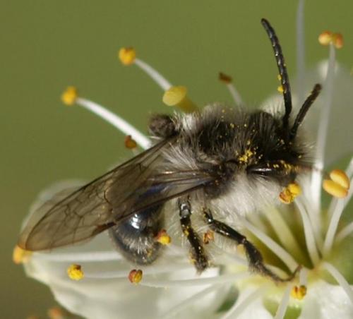 Andrena cineraria