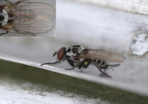 Anthomyia sp.