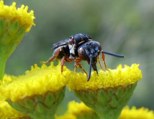 Réf. 26 651 : Epeolus sp.