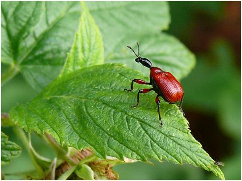Réf. 26 599 : Apoderus coryli