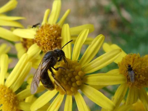 Lasioglossum sp.