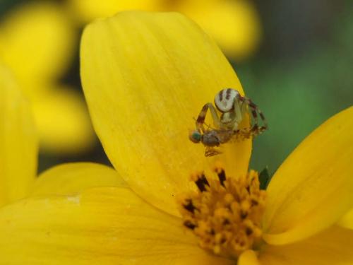Misumena vatia