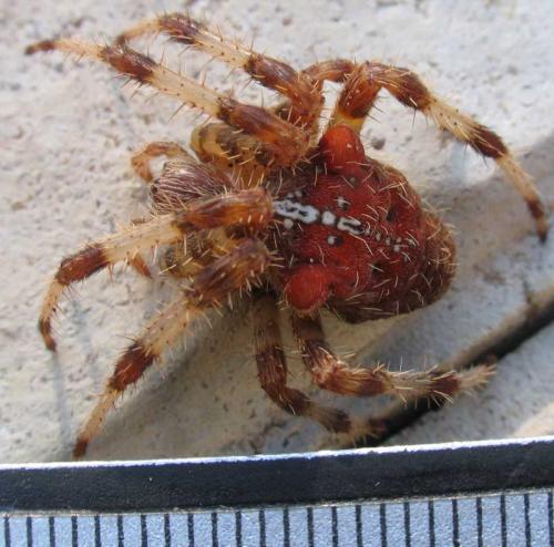 Araneus sp.