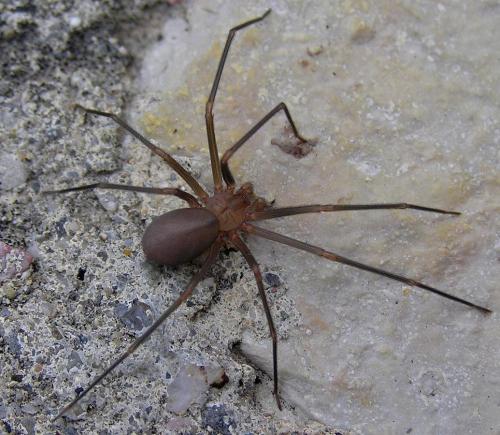 Loxosceles rufescens