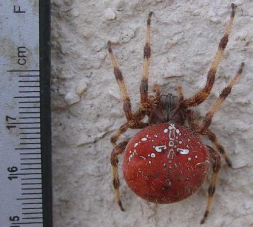 Araneus sp.