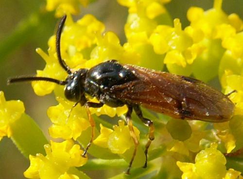 Réf. 26 883 : Arge ustulata