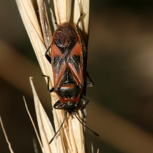 Arocatus roeselii