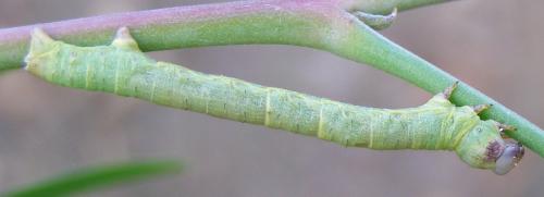 Ascotis selenaria