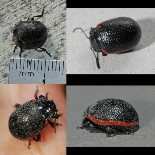Chrysolina sp.