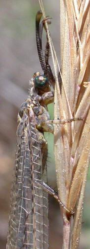 Réf. 26 289 : Creoleon lugdunensis