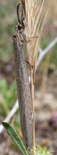 Réf. 26 291 : Creoleon lugdunensis