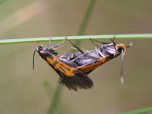 Schiffermuelleria schaefferella