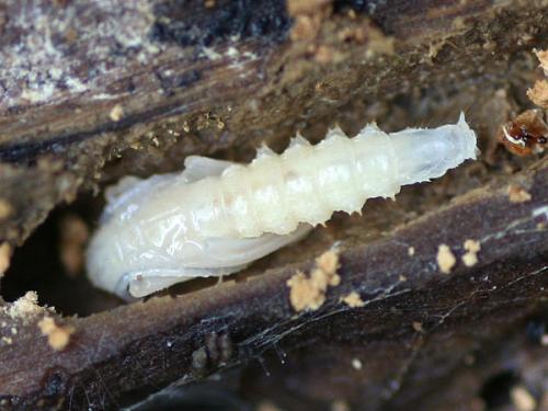 Nacerdes carniolica