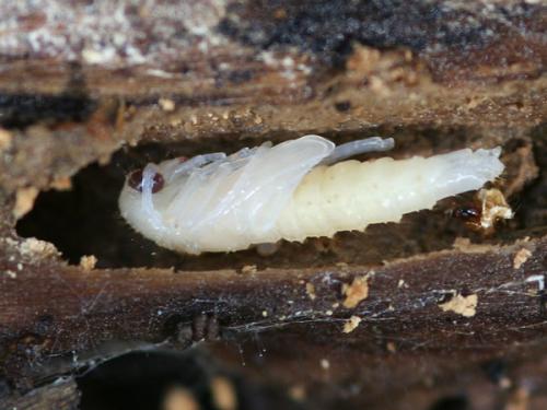 Nacerdes carniolica